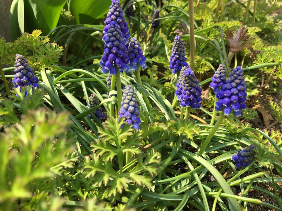ムスカリが咲きました！
