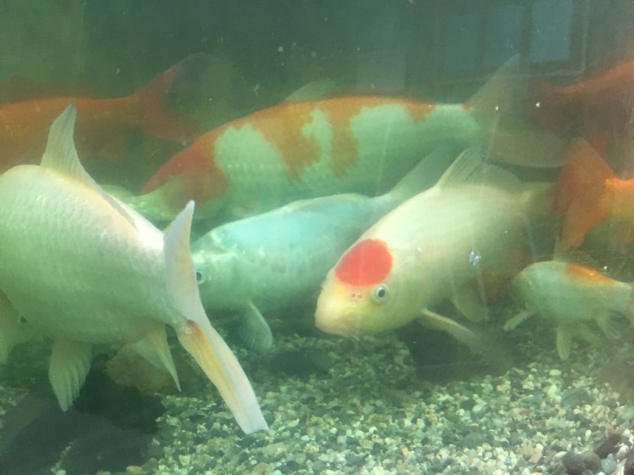 燃える　赤ヘル丸