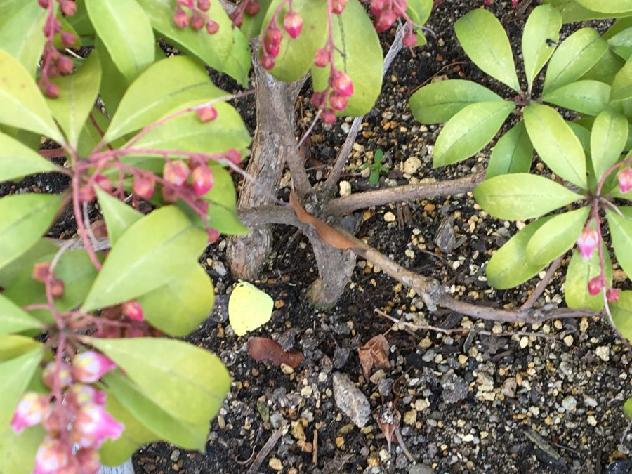 冬眠中の蝶々さん