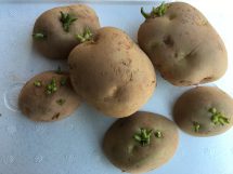 じゃがいも　植えました