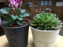かわいい　多肉植物