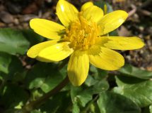 黄色い春を見つけました