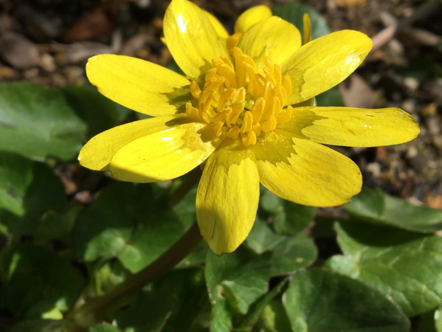 黄色い春を見つけました