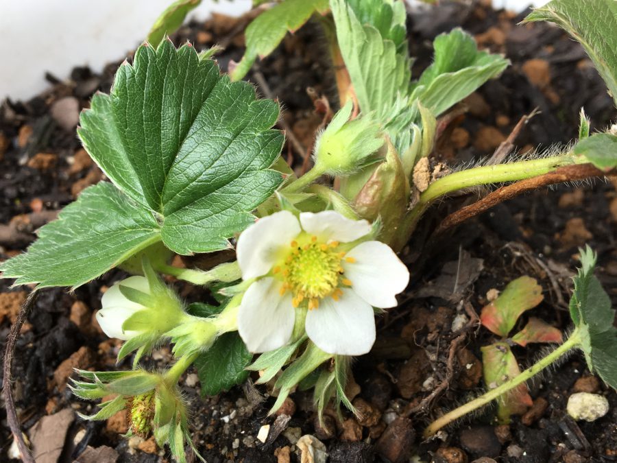 育ててみよう！