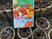 頑張れ！パプ丸くん