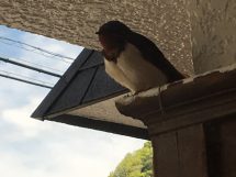 おしゃべり大好き♪