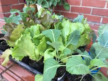 菜園を楽しもう！