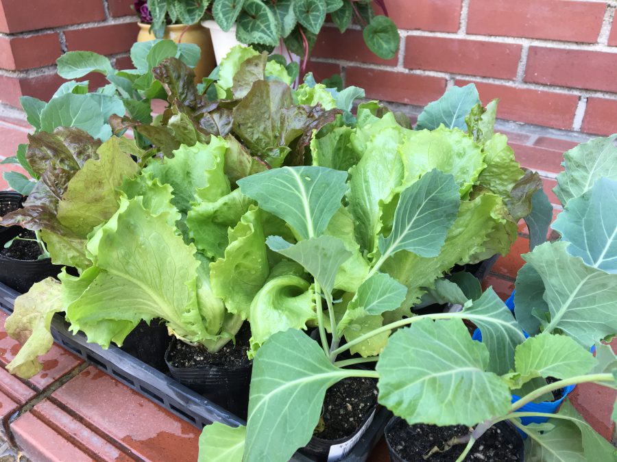 菜園を楽しもう！