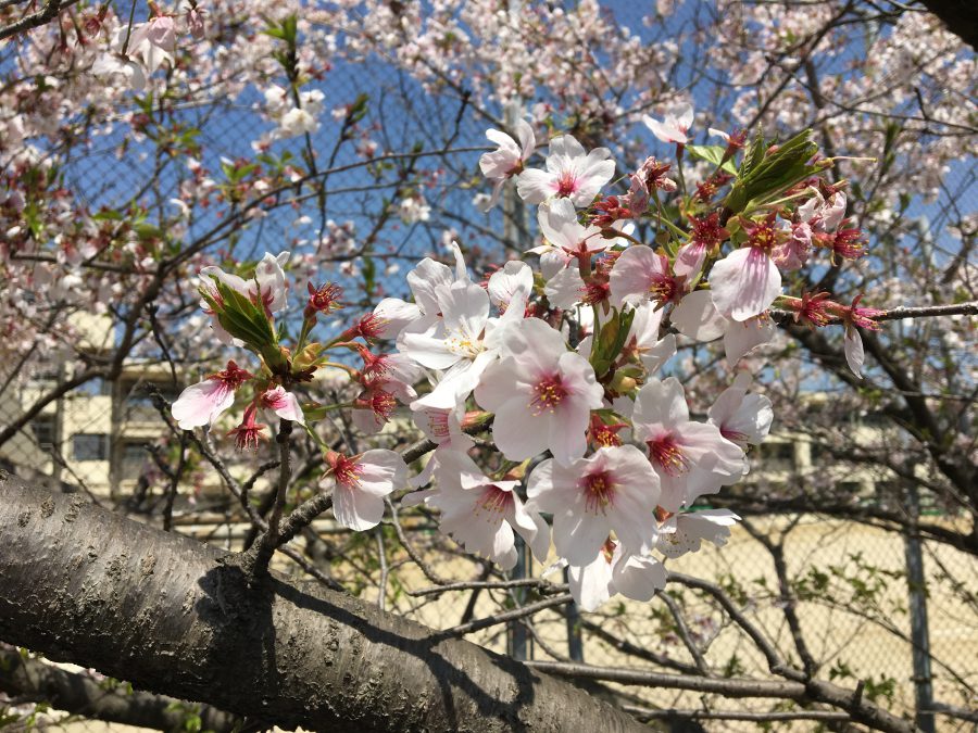 田野浦小学校の桜