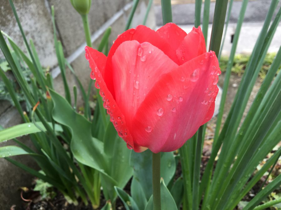 ＊Tulip＊チューリップ