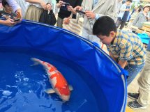 三原城築城４５０年事業　錦鯉の放流