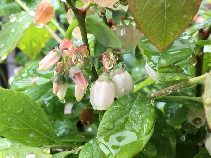ブルーベリーの花
