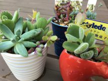 多肉植物/寄せ植え