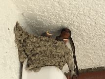 ツバメの赤ちゃん♪