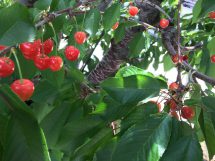 さくらんぼ狩り