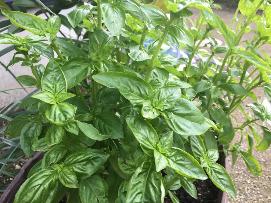 バジルを育てたよ♪