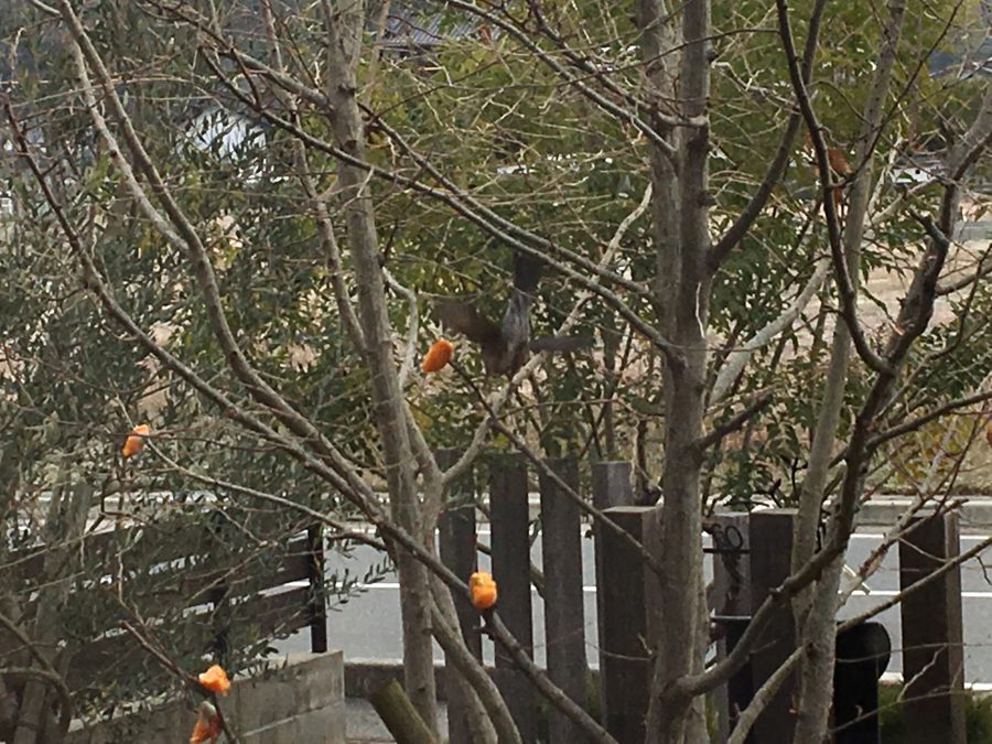 美味しいものは　みんな同じ