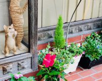 梅雨にほっこり